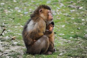 barbary ape