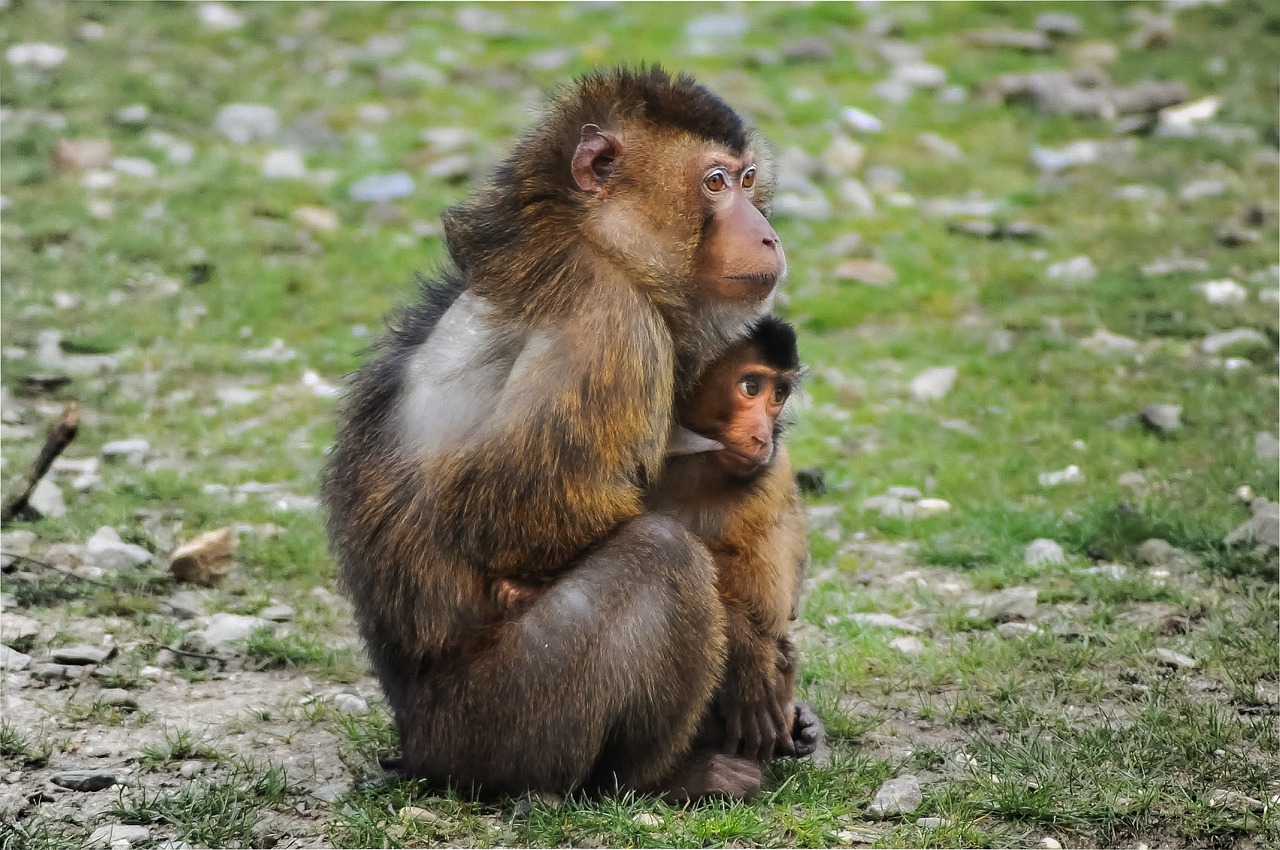 barbary ape